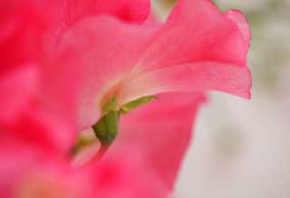 Foto, materieel, vrij, landschap, schilderstuk, bevoorraden foto,Een nek van zoete erwt, Rose, Zoete erwt, , Kroonblad