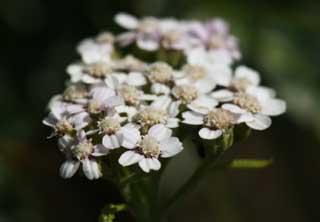 photo, la matire, libre, amnage, dcrivez, photo de la rserve,Un fleuron blanc, Blanc, fleuron, Herbe sauvage, ptale