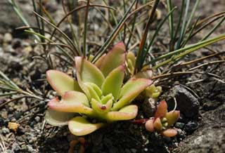 fotografia, materiale, libero il panorama, dipinga, fotografia di scorta,Una pianta carnosa, pianta carnosa, gemma, giovane permesso, scorta