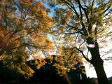 Foto, materieel, vrij, landschap, schilderstuk, bevoorraden foto,Zelkova tegen de hel, Zelkova, , , 