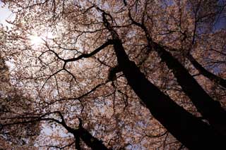 Foto, materieel, vrij, landschap, schilderstuk, bevoorraden foto,Een silhouette van een dak van een kers boom, Kers boom, Kroonblad, , 
