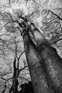 Foto, materiell, befreit, Landschaft, Bild, hat Foto auf Lager,Ein riesiger Baum eines Parks, Monochrom, Schwarz und Wei, Die Rinde, Baum