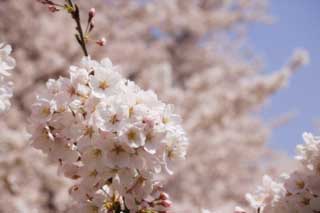 photo, la matire, libre, amnage, dcrivez, photo de la rserve,Un arbre de cerise Yoshino, arbre de la cerise, ptale, , 