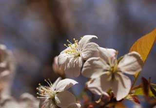 Foto, materiell, befreit, Landschaft, Bild, hat Foto auf Lager,Ein wilder Kirschenbaum, Kirschenbaum, Bltenblatt, , 