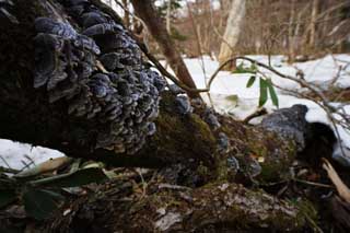 Foto, materiell, befreit, Landschaft, Bild, hat Foto auf Lager,Ein Pilz eines abgefallenen Baumes, Pilz, , , Baum