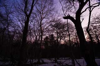 photo, la matire, libre, amnage, dcrivez, photo de la rserve,Les arbres du matin luisent, L'incandescence du matin, branche, silhouette, plante indigo