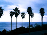 fotografia, materiale, libero il panorama, dipinga, fotografia di scorta,Alberi di Palma, mare, cielo, , 