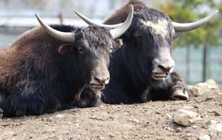 Foto, materieel, vrij, landschap, schilderstuk, bevoorraden foto,Een ruim-sized grazen dierlijk, Grazende beest, Hoek, Hoornen, 