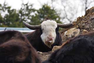 foto,tela,gratis,paisaje,fotografa,idea,Un animal de pasto - clasificar segn el tamao grande, Animal de pasto, Esquina, Cuerno, 