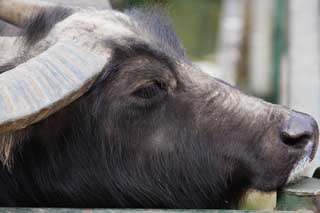 Foto, materieel, vrij, landschap, schilderstuk, bevoorraden foto,Een buffalo, Grazende beest, Hoek, Hoornen, BAFFALO