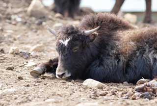 fotografia, materiale, libero il panorama, dipinga, fotografia di scorta,Un animale di pascolo grande-calibrato, animale che pascola, angolo, corno, 