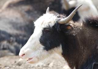 fotografia, materiale, libero il panorama, dipinga, fotografia di scorta,Un animale di pascolo grande-calibrato, animale che pascola, angolo, corno, 