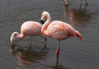 Foto, materieel, vrij, landschap, schilderstuk, bevoorraden foto,Een flamingo, , Flamingo, Vogel, Rose