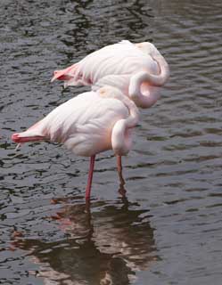 Foto, materiell, befreit, Landschaft, Bild, hat Foto auf Lager,Ein Flamingo, , Flamingo, Vogel, Rosa