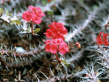 Foto, materiell, befreit, Landschaft, Bild, hat Foto auf Lager,Dornige rote Blumen, rot, Dorn, , 