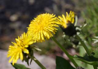 Foto, materieel, vrij, landschap, schilderstuk, bevoorraden foto,Een paardebloem, Paardebloem, , DDELAWARE ion, 