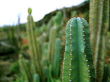 Foto, materieel, vrij, landschap, schilderstuk, bevoorraden foto,Eenzaamheid in de menigtes, Cactus, Doorn, , 