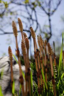 Foto, materieel, vrij, landschap, schilderstuk, bevoorraden foto,Een veld horsetail, Horsetail, Plaats in het veld horsetail, , 