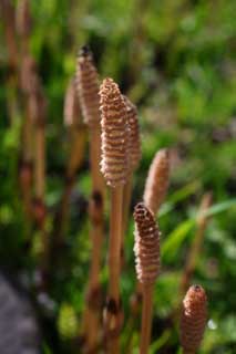 foto,tela,gratis,paisaje,fotografa,idea,Un horsetail de campo, Horsetail, Horsetail de campo, , 