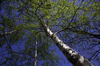 fotografia, materiale, libero il panorama, dipinga, fotografia di scorta,Frusta bianca ad un cielo blu, , Frusta bianca, frusta bianca, Il sole