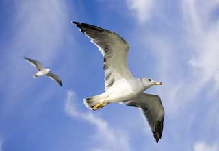 foto,tela,gratis,paisaje,fotografa,idea,Un ala de una gaviota, Gaviota, , , Vuelo