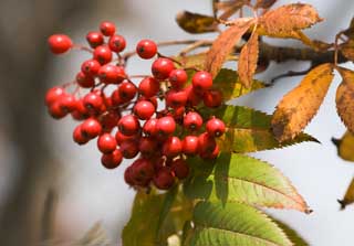 foto,tela,gratis,paisaje,fotografa,idea,El rowan que se quema, Fruta, Rojo, Nuez, 