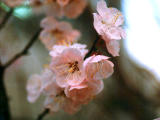 fotografia, materiale, libero il panorama, dipinga, fotografia di scorta,Fiori di susina, susina, garofano, , 