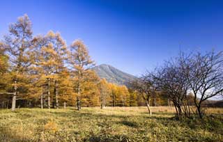 photo, la matire, libre, amnage, dcrivez, photo de la rserve,Senjogahara dans la fin de chute, Herbe du bambou, Feuilles colores, Jaune, ciel bleu