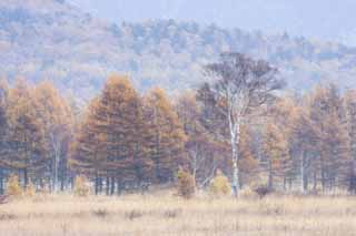 Foto, materiell, befreit, Landschaft, Bild, hat Foto auf Lager,Morgen in Odashirogahara, Morgennebel, Weie Birke, grasbedeckte Ebene, klamme Ebene