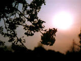 fotografia, materiale, libero il panorama, dipinga, fotografia di scorta,Silhouette di fiori ciliegio, fiore ciliegio, , , 