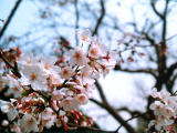 fotografia, materiale, libero il panorama, dipinga, fotografia di scorta,Spruzzi di fiori ciliegio, fiore ciliegio, , , 