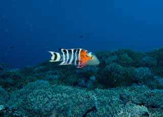 photo, la matire, libre, amnage, dcrivez, photo de la rserve,Corail et poisson tropique, rcif corail, Corail, Dans la mer, photographie sous-marine