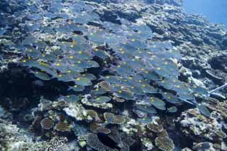 fotografia, materiale, libero il panorama, dipinga, fotografia di scorta,Il pesce che si imbranca, scogliera di corallo, Corallo, Nel mare, fotografia subacquea