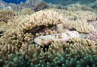 photo,material,free,landscape,picture,stock photo,Creative Commons,In a sea cucumber meal, secucumber, , , underwater photograph