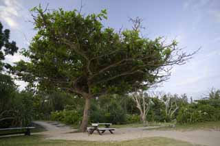 photo, la matire, libre, amnage, dcrivez, photo de la rserve,Un banc de pays du sud, banc, chaise, arbre, ciel bleu