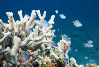 fotografia, materiale, libero il panorama, dipinga, fotografia di scorta,Un gioiello del mare blu e leggero, scogliera di corallo, , Pesce tropicale, Blu