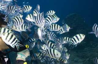 fotografia, material, livra, ajardine, imagine, proveja fotografia,Sen de Roch notatus de Chromis, recife de coral, Peixe tropical, Chromis notatus departamento, Okinawa