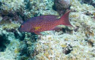 Foto, materiell, befreit, Landschaft, Bild, hat Foto auf Lager,Fisch, korallenes Riff, Tropischer Fisch, Ishigaki-jimIsland, Barsch