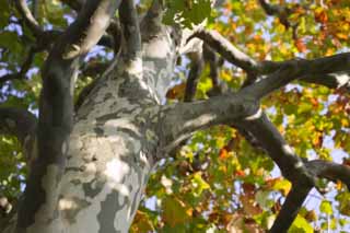 fotografia, materiale, libero il panorama, dipinga, fotografia di scorta,L'autunno quando un albero piano diventa rosso e giallo, albero piano, L'abbaio, disegno, Foglie colorate