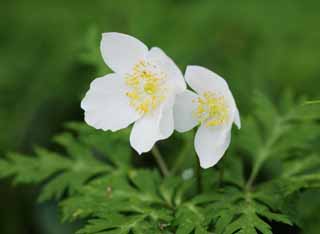 Foto, materiell, befreit, Landschaft, Bild, hat Foto auf Lager,Anemonen nikoensis, Anemonen nikoensis, , weie Blte, 