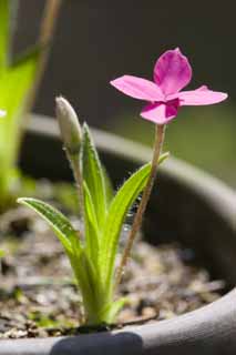 Foto, materieel, vrij, landschap, schilderstuk, bevoorraden foto,Rhodohypoxis baurii, , Rode bloem, , 