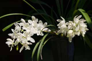 Foto, materiell, befreit, Landschaft, Bild, hat Foto auf Lager,Eine weie Orchidee, cymbidium, , , Orchidee