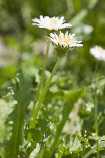 photo,material,free,landscape,picture,stock photo,Creative Commons,White Dandelion, dandelion, , , DDelaware ion