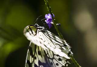 photo, la matire, libre, amnage, dcrivez, photo de la rserve,Papillon, papillon, , , 