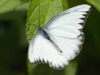 photo, la matire, libre, amnage, dcrivez, photo de la rserve,Une fracture d'un papillon blanc, papillon, , , 