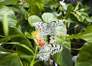 photo,material,free,landscape,picture,stock photo,Creative Commons,Courtship of butterfly, butterfly, , , 