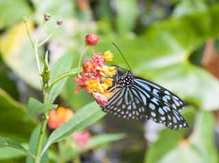 Foto, materiell, befreit, Landschaft, Bild, hat Foto auf Lager,Eine Mahlzeit eines Schmetterlinges, Schmetterling, , , 