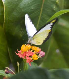 Foto, materiell, befreit, Landschaft, Bild, hat Foto auf Lager,Eine Mahlzeit eines Schmetterlinges, Schmetterling, , , 