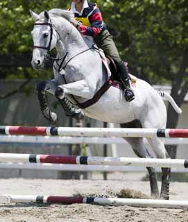 photo, la matire, libre, amnage, dcrivez, photo de la rserve,Sauter sur d'un cheval blanc, cheval, , La crinire, Naissance de la famille