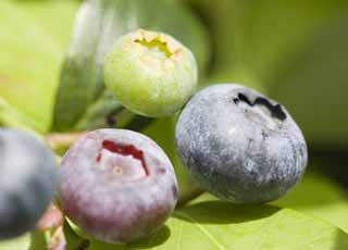 photo,material,free,landscape,picture,stock photo,Creative Commons,A crop of a blueberry, blueberry, Fruit, , 